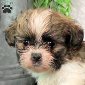 Ryan, Shih Tzu Puppy