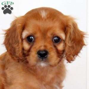 Ryan, Cavalier King Charles Spaniel Puppy