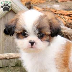 Ryan, Shih Tzu Puppy