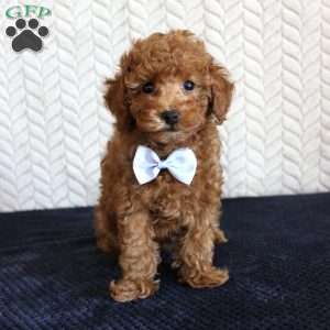 Ryder, Toy Poodle Puppy