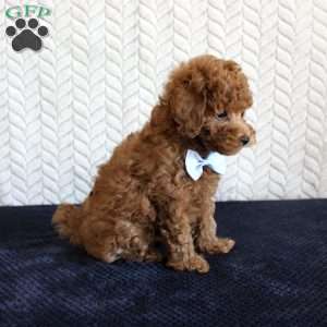 Ryder, Toy Poodle Puppy