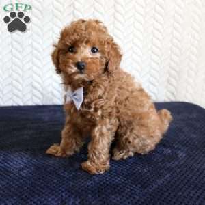 Ryder, Toy Poodle Puppy