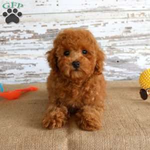 Ryder, Toy Poodle Puppy