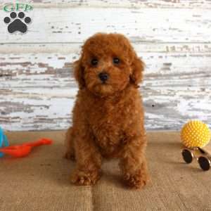 Ryder, Toy Poodle Puppy