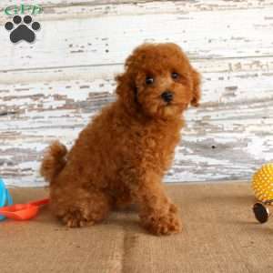 Ryder, Toy Poodle Puppy