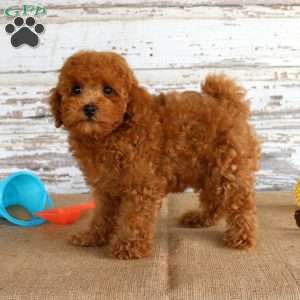 Ryder, Toy Poodle Puppy