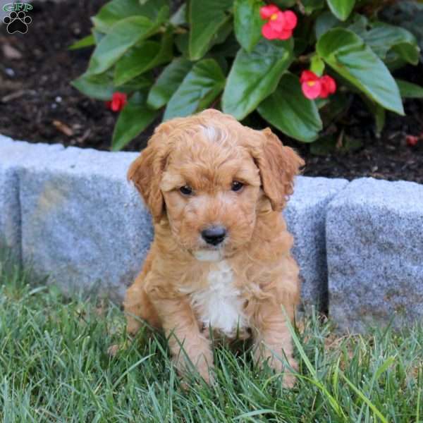 Rylan, Mini Goldendoodle Puppy