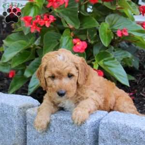 Rylan, Mini Goldendoodle Puppy