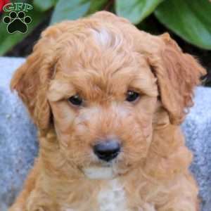 Rylan, Mini Goldendoodle Puppy