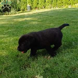 Shadow, Black Labrador Retriever Puppy