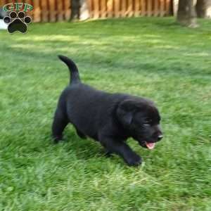 Shadow, Black Labrador Retriever Puppy