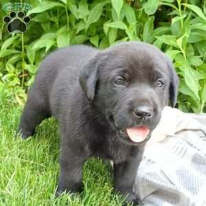 Shadow, Black Labrador Retriever Puppy