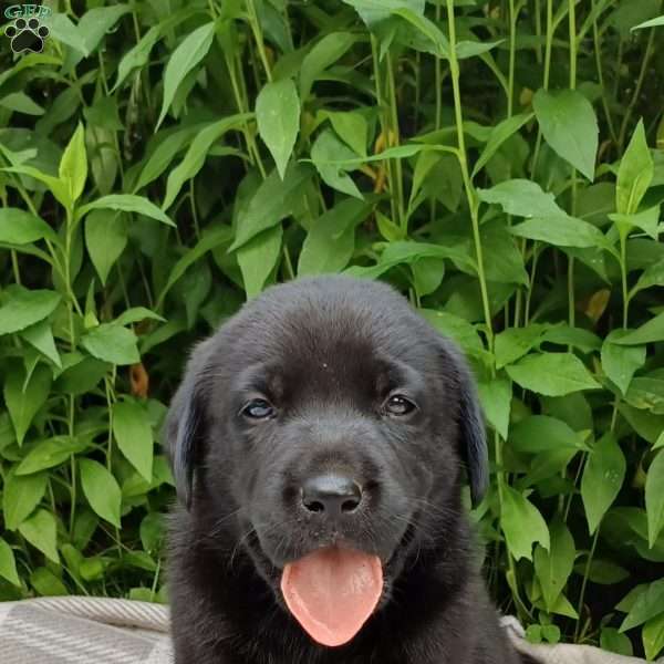 Shadow, Black Labrador Retriever Puppy