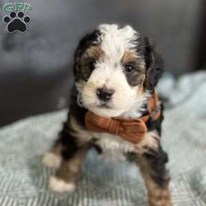 Skipper, Mini Bernedoodle Puppy