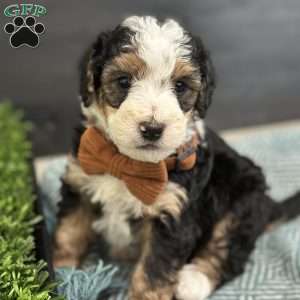 Skipper, Mini Bernedoodle Puppy