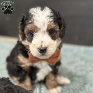 Skipper, Mini Bernedoodle Puppy