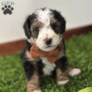 Skipper, Mini Bernedoodle Puppy
