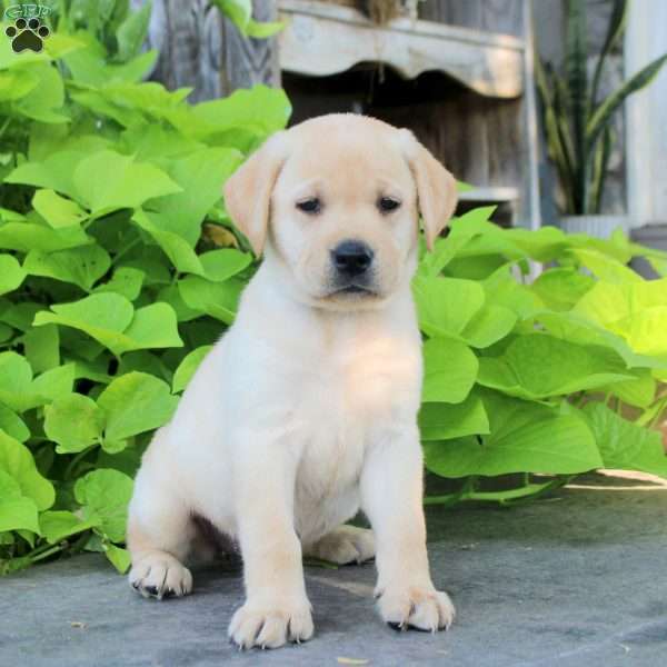 Sabrina, Yellow Labrador Retriever Puppy