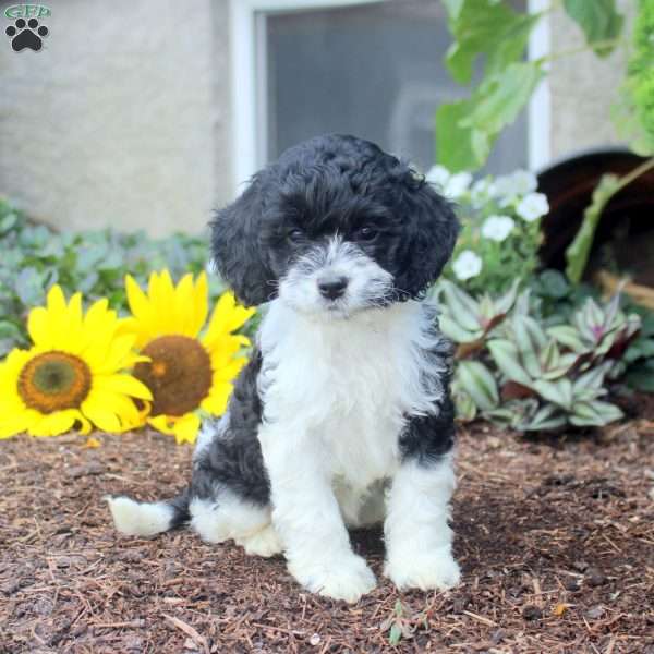 Sabrina, Cockapoo Puppy