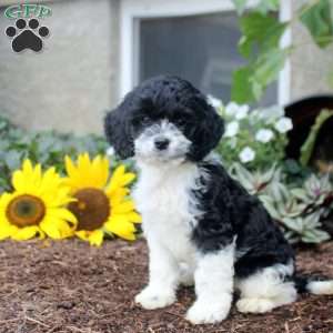 Sabrina, Cockapoo Puppy