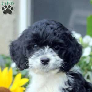 Sabrina, Cockapoo Puppy