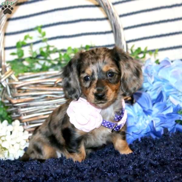 Sabrina-Mini, Dachshund Puppy