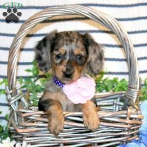 Sabrina-Mini, Dachshund Puppy