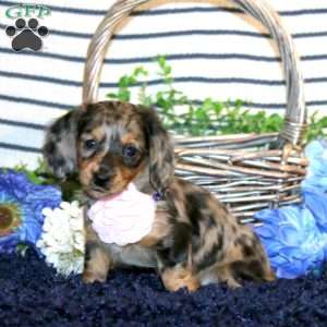 Sabrina-Mini, Dachshund Puppy