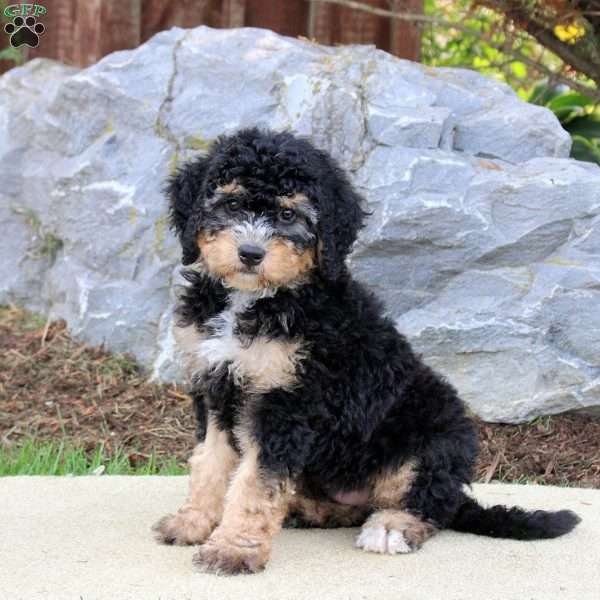 Sadie, Mini Bernedoodle Puppy