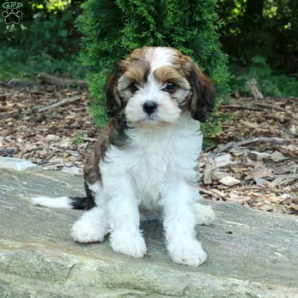 Sadie, Havanese Mix Puppy