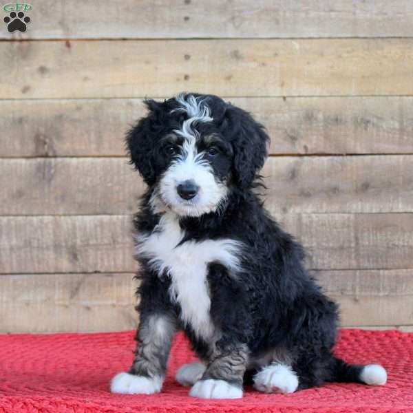 Sadie, Bernedoodle Puppy