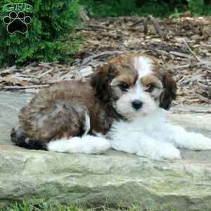 Sadie, Havanese Mix Puppy
