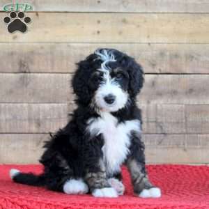 Sadie, Bernedoodle Puppy
