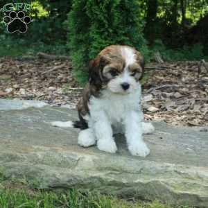 Sadie, Havanese Mix Puppy