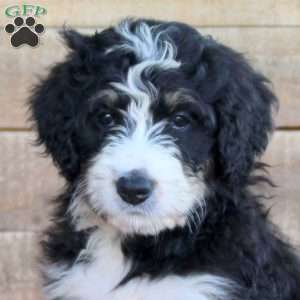 Sadie, Bernedoodle Puppy