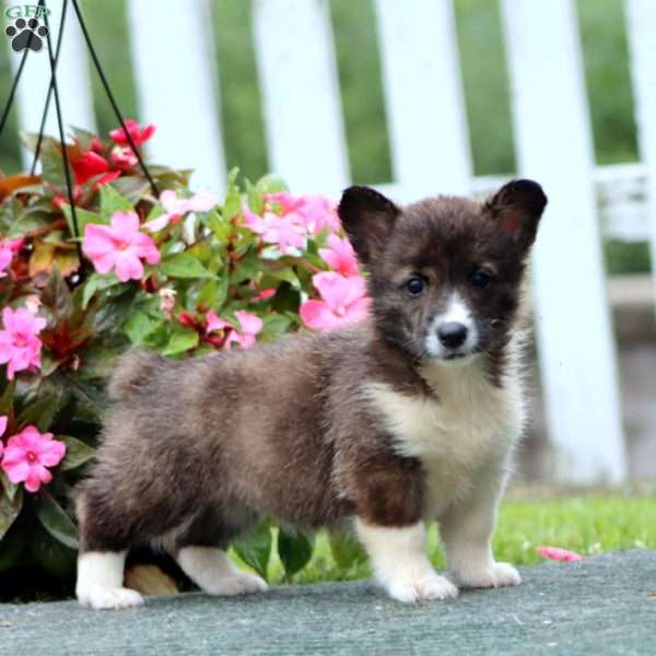 Sadie, Pembroke Welsh Corgi Puppy