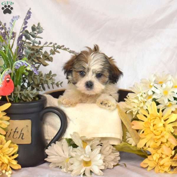 Sage, Mal-Shi Puppy