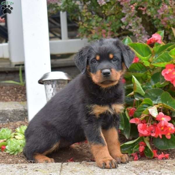 Sage, Rottweiler Puppy