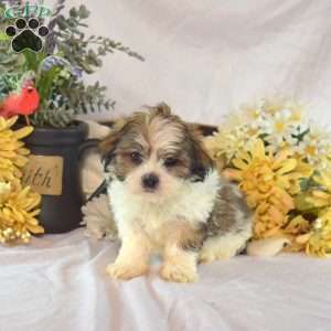 Sage, Mal-Shi Puppy