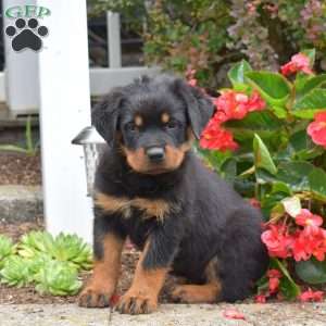 Sage, Rottweiler Puppy