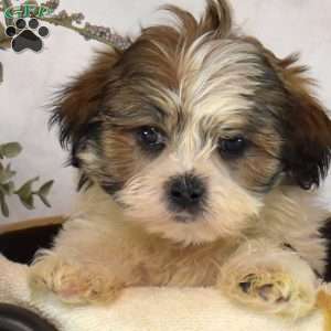 Sage, Mal-Shi Puppy