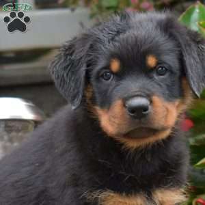 Sage, Rottweiler Puppy