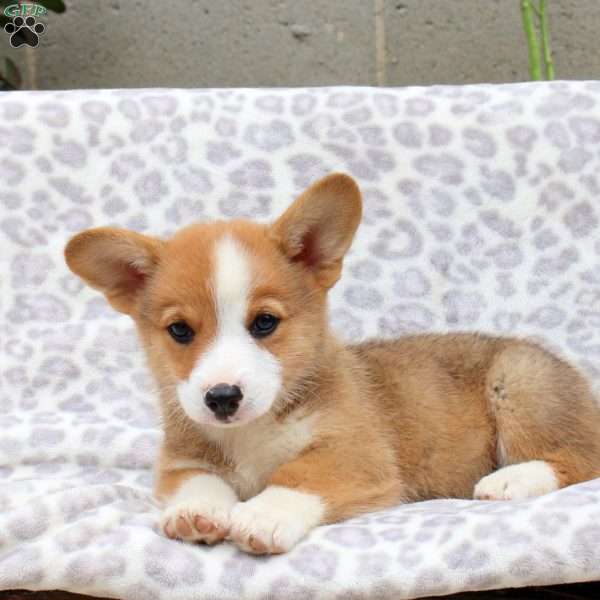Saint, Pembroke Welsh Corgi Puppy