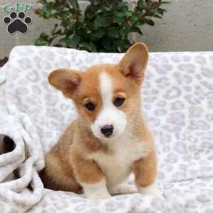 Saint, Pembroke Welsh Corgi Puppy