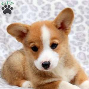 Saint, Pembroke Welsh Corgi Puppy