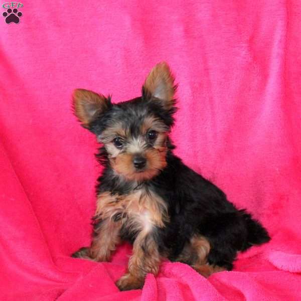 Sally, Yorkie Puppy