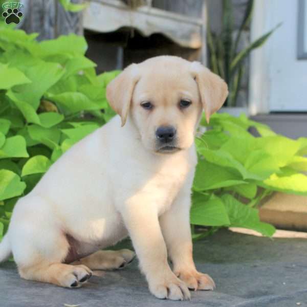 Sally, Yellow Labrador Retriever Puppy
