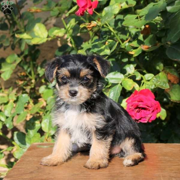 Sally, Yorkie Puppy