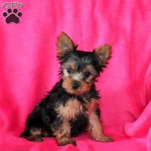 Sally, Yorkie Puppy