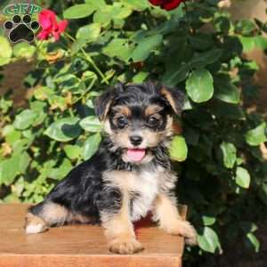 Sally, Yorkie Puppy